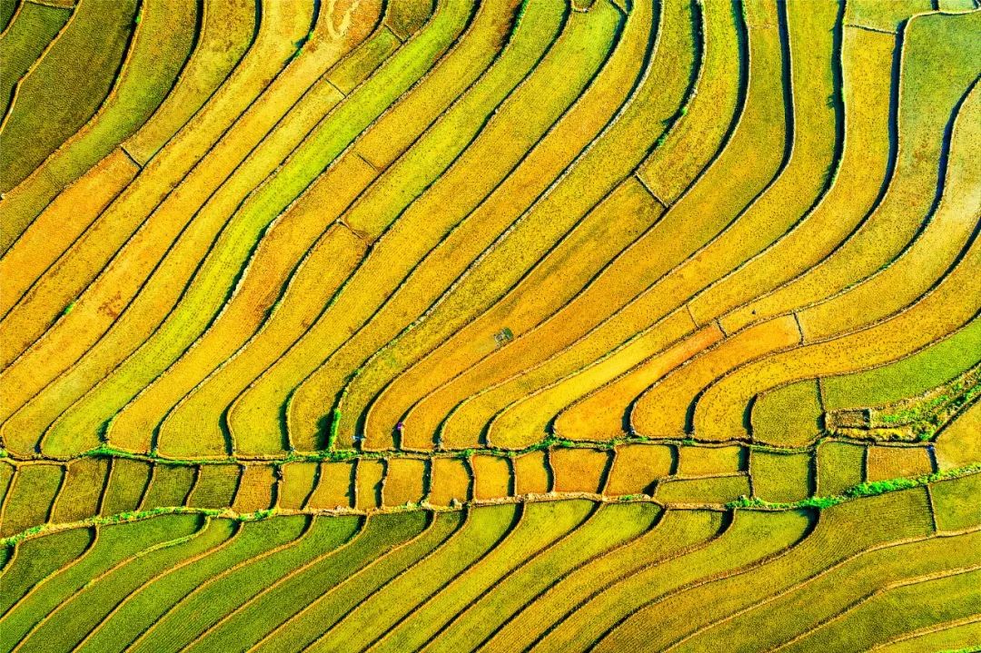 在印度做的这场实验，，适合中国吗？丨加拿大pc28预测头脑力夏日论坛