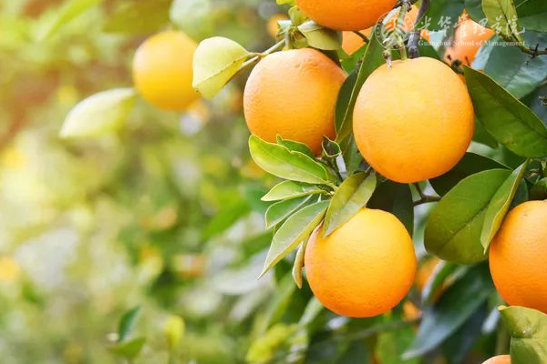 加拿大pc28预测(中国)官方网站